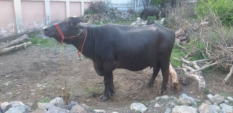 Buffalo for sale with 2 months baby 4
