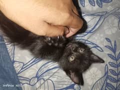 Siamese + Persian | Kitten | Black
