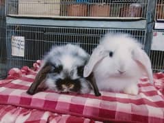 Loin lop Rabbit pair so beautiful healthy active cute pair 0