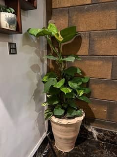 Large leaf  Money plant big size 4.5 ft length with pot