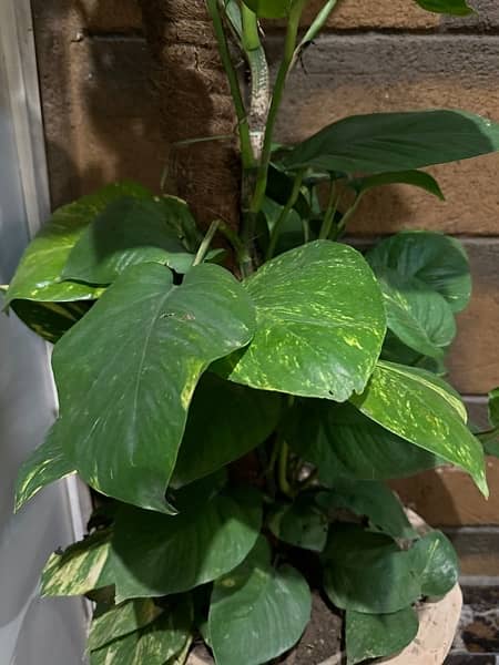 Large leaf  Money plant big size 4.5 ft length with pot 1