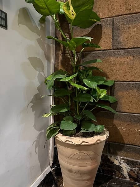 Large leaf  Money plant big size 4.5 ft length with pot 2
