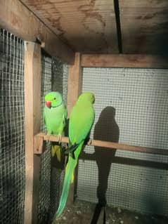 Couple breeding parrots