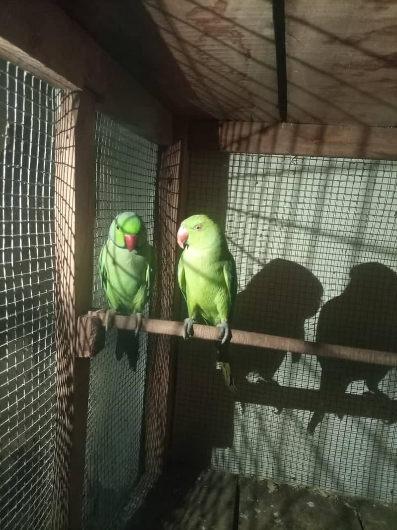 Couple breeding parrots 3