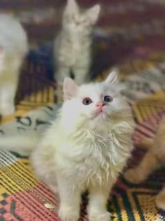 Persian Female Triple Coat Kitten