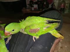 2month raw parrots baby