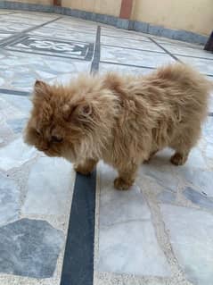 Persian male cat age 5 months
