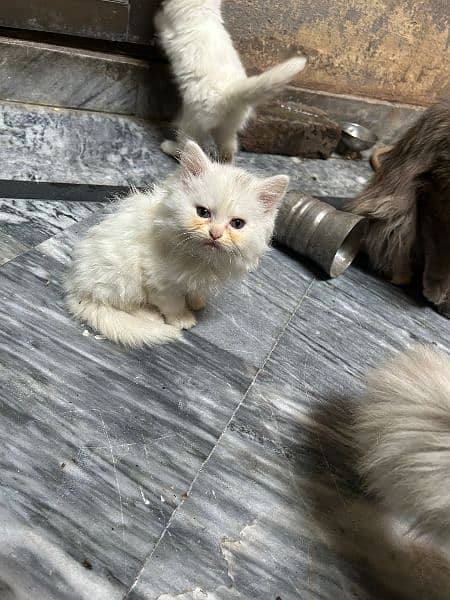 Persian cats for sale 1