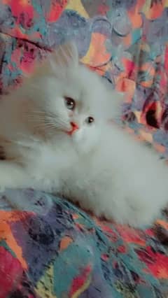 2 Persian kittens/White  punch face kittens age 1.13 month
