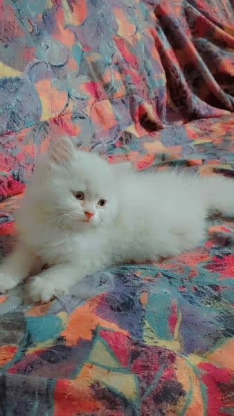 Persian kittens/White  punch face kittens age 1.13 month 1