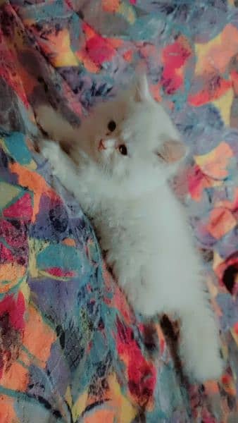 Persian kittens/White  punch face kittens age 1.13 month 2