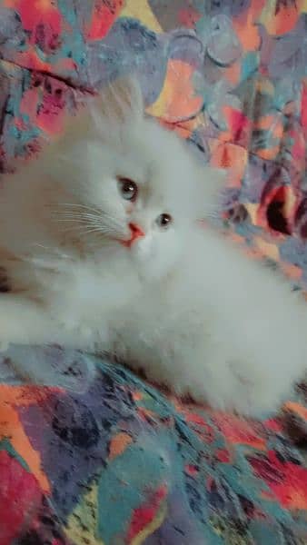 2 Persian kittens/White  punch face kittens age 1.13 month 3