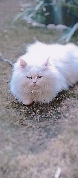 semi punch face odd eyes  pure Persian  white cat 1
