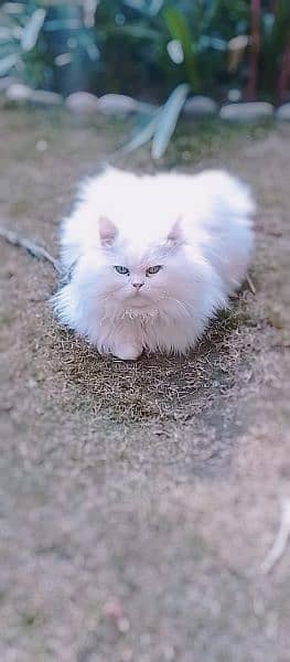semi punch face odd eyes  pure Persian  white cat 2