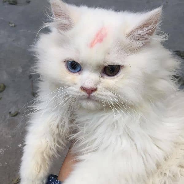 semi punch face odd eyes  pure Persian  white cat 3