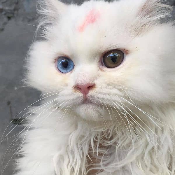 semi punch face odd eyes  pure Persian  white cat 4