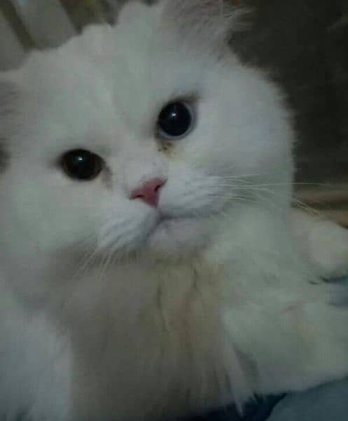 semi punch face odd eyes  pure Persian  white cat 5