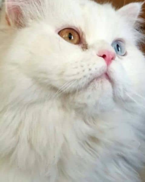 semi punch face odd eyes  pure Persian  white cat 6