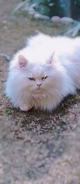 semi punch face odd eyes  pure Persian  white cat 8