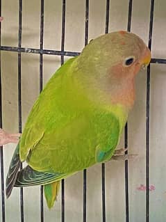 green opline love bird pathe available for sale