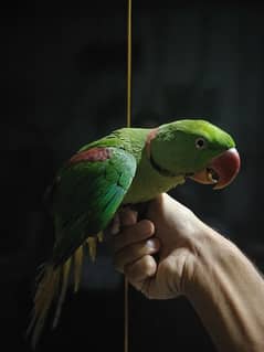 Raw  talking parrots for sale