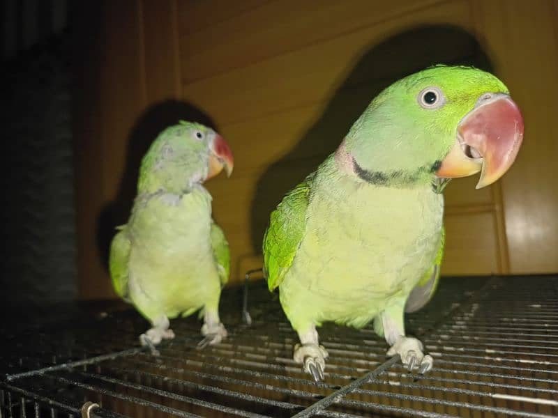 Raw  talking parrots for sale 1
