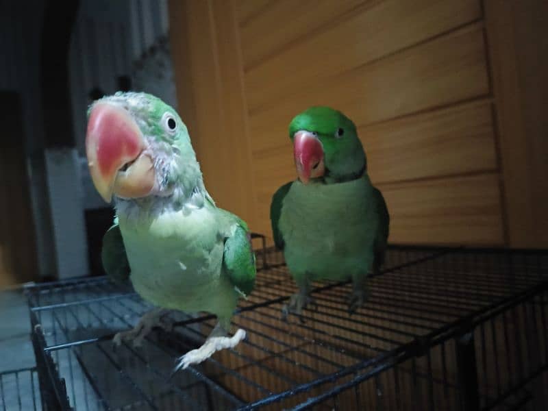Raw  talking parrots for sale 2