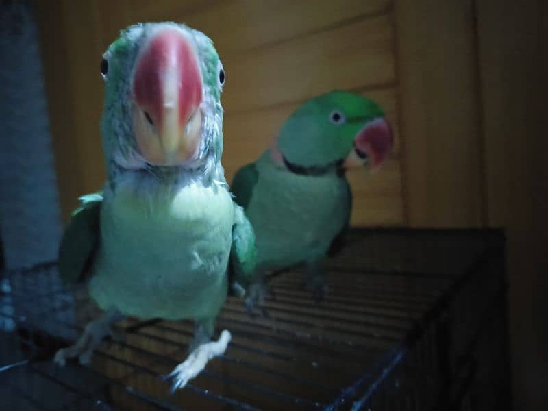 Raw  talking parrots for sale 3