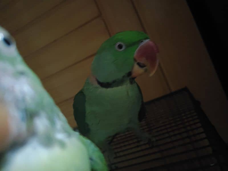 Raw  talking parrots for sale 4
