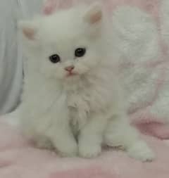 Persian kitten very beautiful