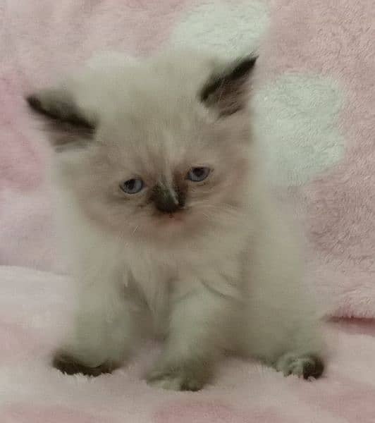 Persian kitten very beautiful 1