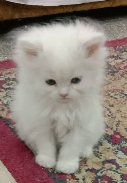Persian kitten very beautiful 2