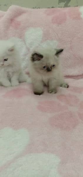 Persian kitten very beautiful 4