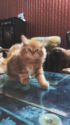 persian kitten tripel coated