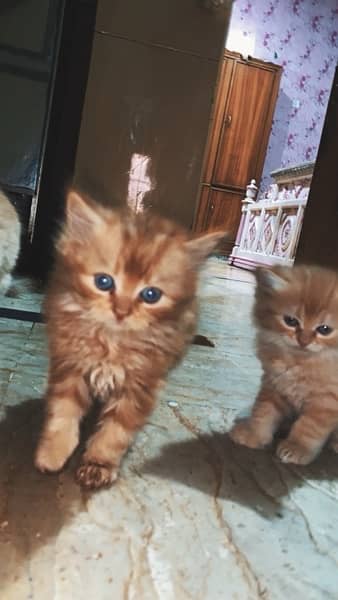 persian kitten tripel coated 1