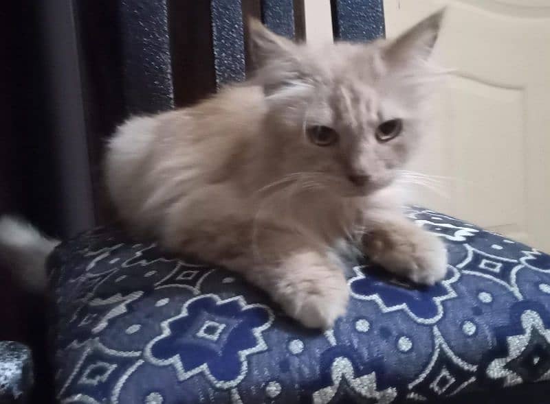breeders female cat pure Persian double coat 1
