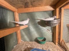 red and diamond pied dove split breeder pair andred and diamond pathay