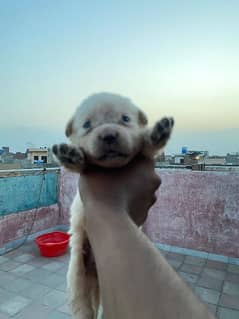 Labrador puppies available for sale in Lahore 0