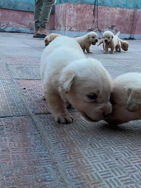 Labrador puppies available for sale in Lahore 1