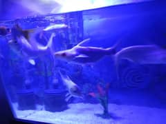 aquarium with table and fishes for sale