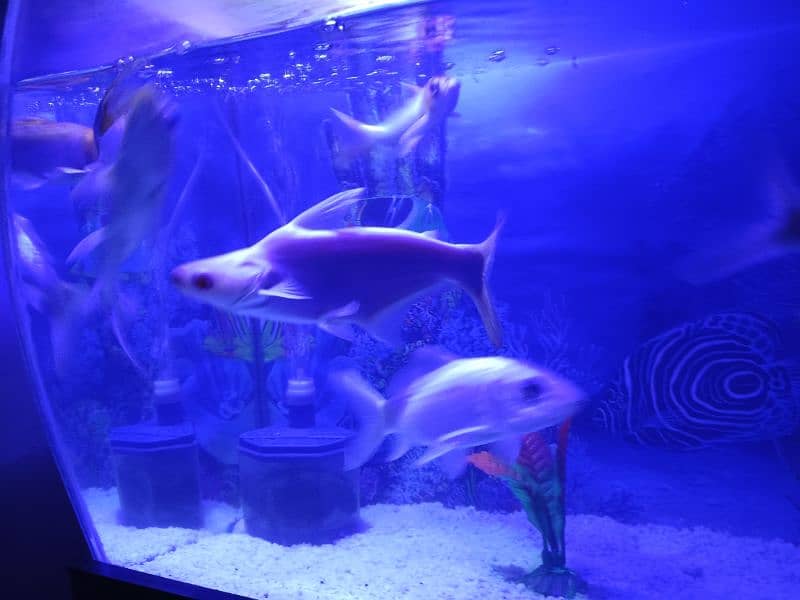 aquarium with table and fishes for sale 1