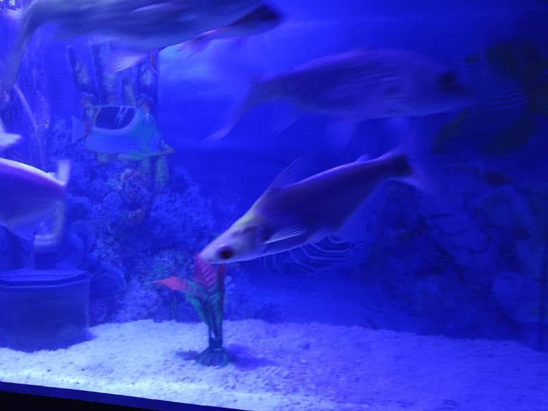 aquarium with table and fishes for sale 2