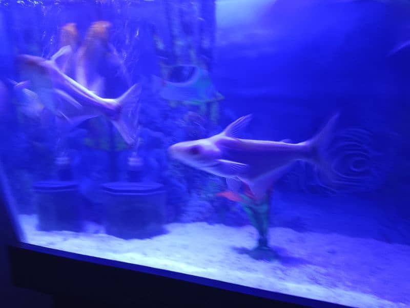aquarium with table and fishes for sale 3