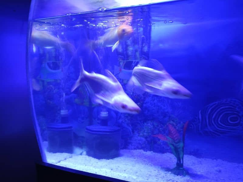 aquarium with table and fishes for sale 4