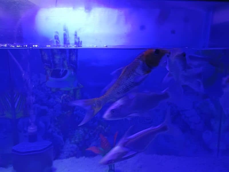 aquarium with table and fishes for sale 7