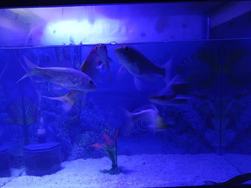aquarium with table and fishes for sale 9