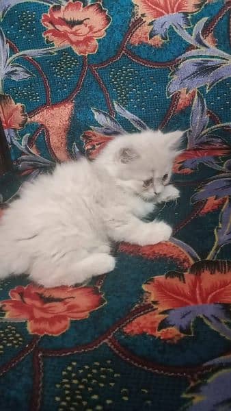 Beautiful Persian kitten for sale 1