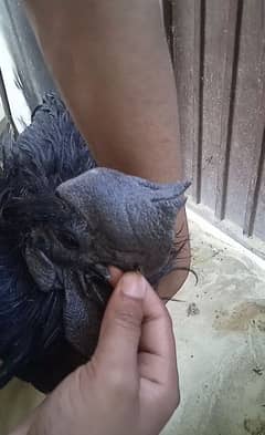 Ayam Cemani Indonesian Black Tongue 0