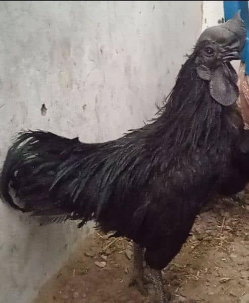 Ayam Cemani Indonesian Black Tongue 1