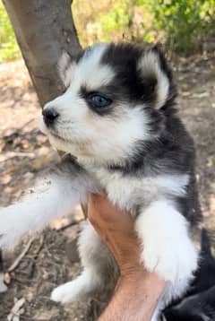 Siberian Husky Blue Eyes Wooly Coat Puppy